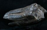 Pleistocene Upper Horse Tooth - Florida #3761-1